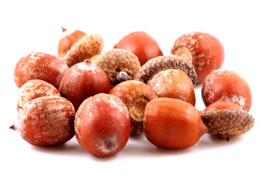 Acorn on a white background