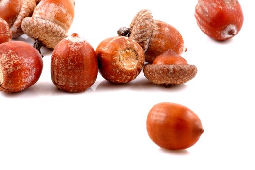 Acorn on a white background