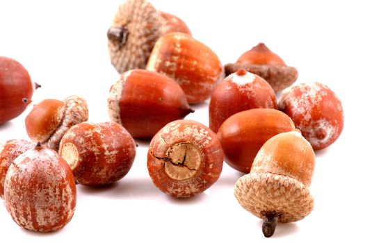 Acorn on a white background