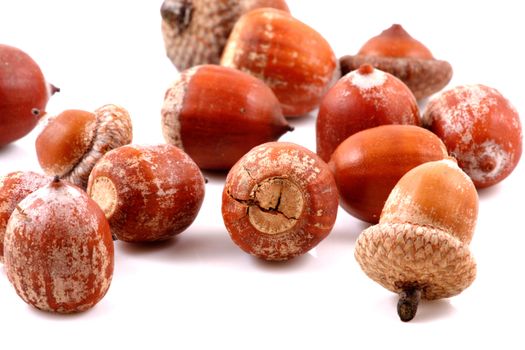 Acorn on a white background