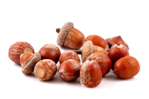 Acorn on a white background