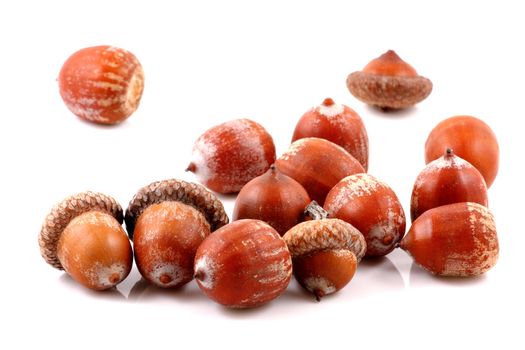 Acorn on a white background