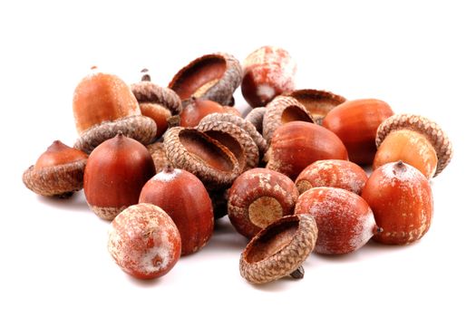 Acorn on a white background