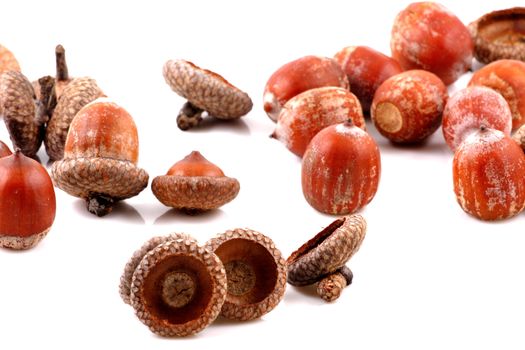 Acorn on a white background