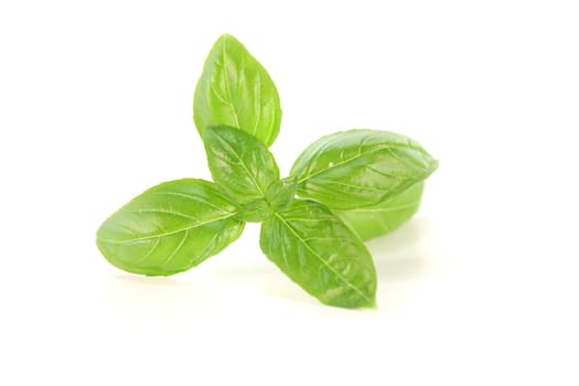 fresh green Basil on a white background