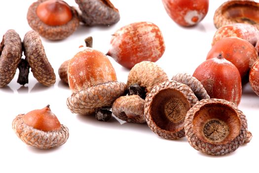 Acorn on a white background