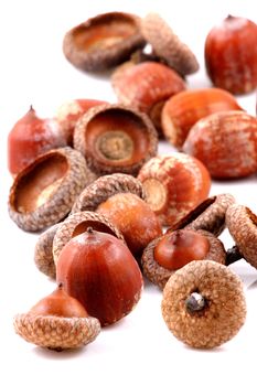 Acorn on a white background