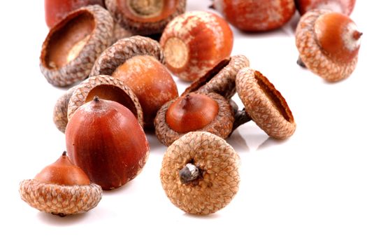 Acorn on a white background