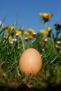 organic eggs in the meadow on a sunny day