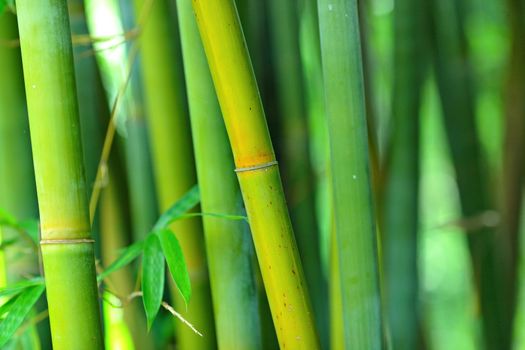 bamboo