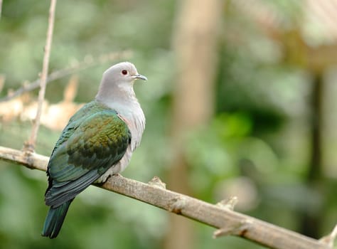 bird
