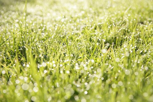 close-up of grass with dewdros, very shallow focus............