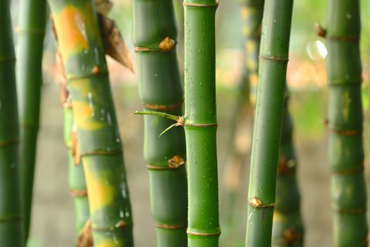 bamboo