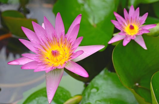 lotus flower
