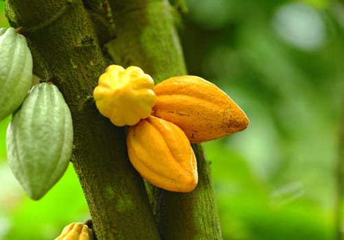 Cocoa pods