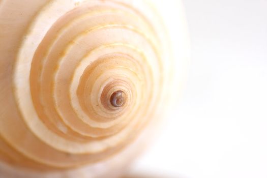Close up of a seashell on white background