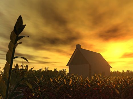 The lonely house in thrickets of a rich grass on a background of a sunset (a red drama sunset)