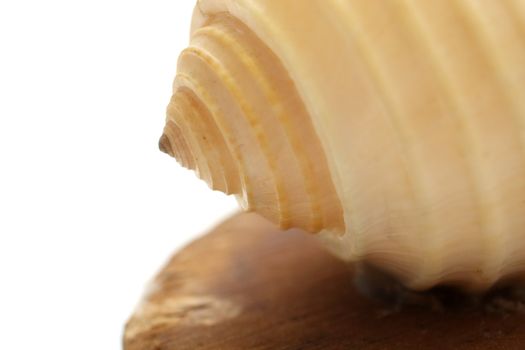 Close up of a seashell on white background