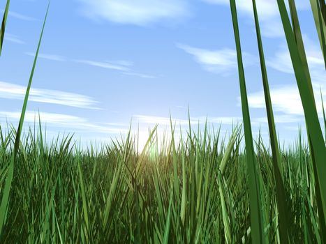 Landscape of a rising sun which beams are appeared through through a grass