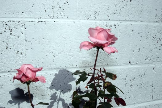 two roses against a white wall with there shadows