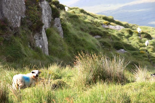 mountain sheep grazing on a hillside in county Kerry Ireland