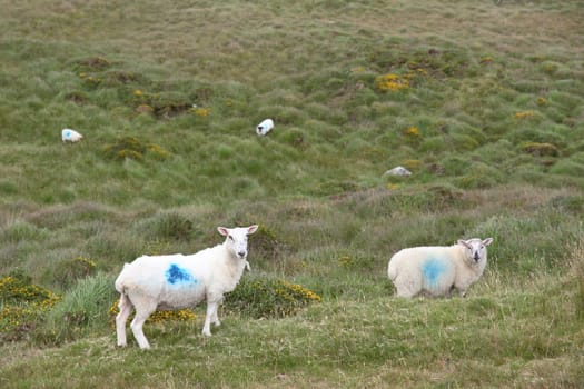 mountain sheep grazing on a hillside in county Kerry Ireland