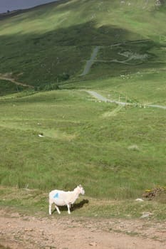 mountain sheep grazing on a hillside in county Kerry Ireland