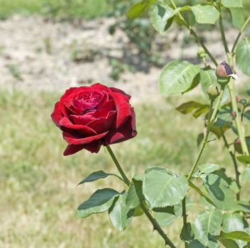 dark red rose on a long stalk growing in park