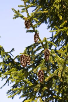 Branch of fir with cones on a background of the blue sky