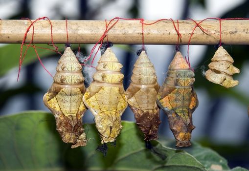Cocoons (simulated grown up butterflies in reserve)