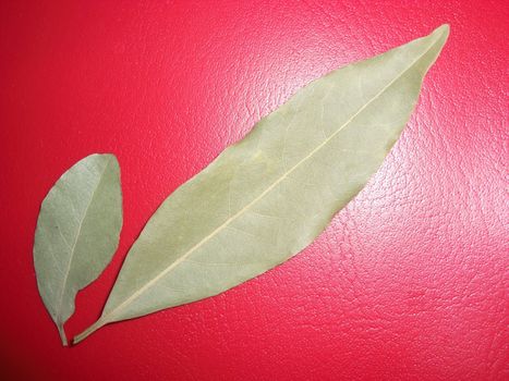 bay leaves enhance the flavour of a meal and is an ancient symbol of prosperity and success