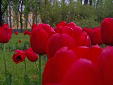 Close up of the red tulips blooming in the park