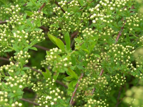 Close up of the little white buds.