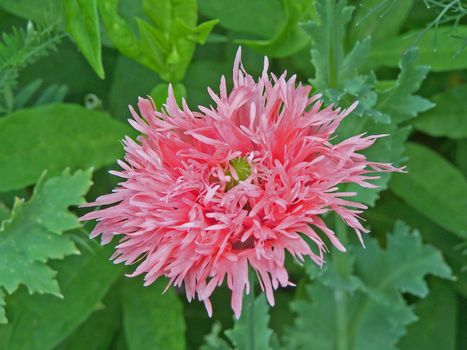 Close up of the blossom of pink cornflower.
