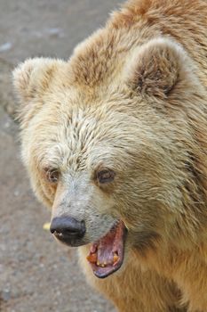 Close up of the angry growling bear.