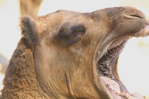 Close up of the camel's head.