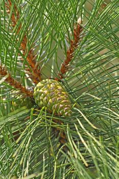 Close up of the green pine con.