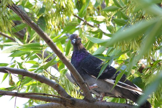 Close up of the pigeon sitting on the tree.