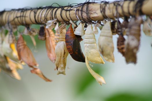 Close up of the  tropical butterfly chrysalis.