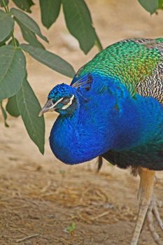 Close up of the beautiful peacock.