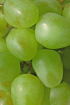 Close up of the fresh green grape.