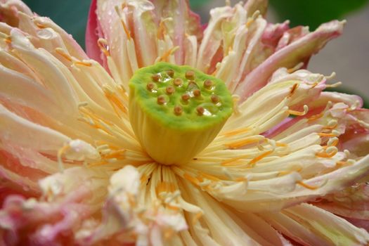 Close-up of a lotus with water drops. Lotus is a holistic sign in eastern religion.