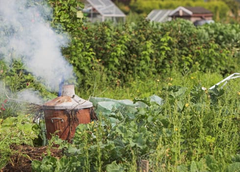 Burning plant waste on an English allotment