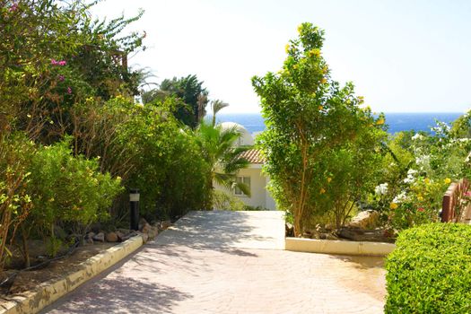 path to the sea in Egypt between the trees