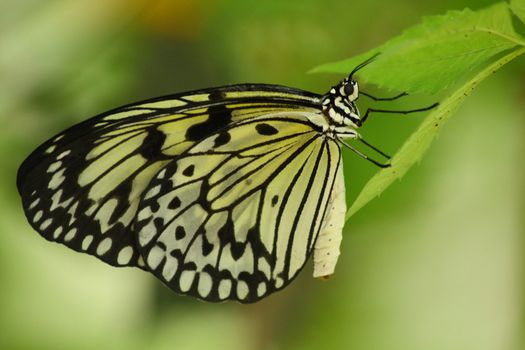 Close up of the  tropical butterfly
