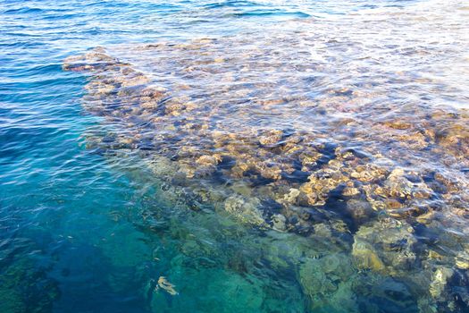 wall of corals in Red Sea