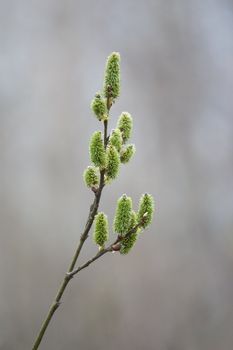Blossoming branch of a willows close up