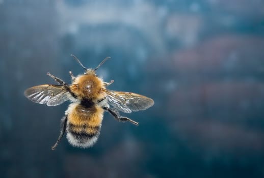 Photo of a bumblebee on a blue background