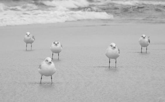 Sea-gull team.Baltic sea.