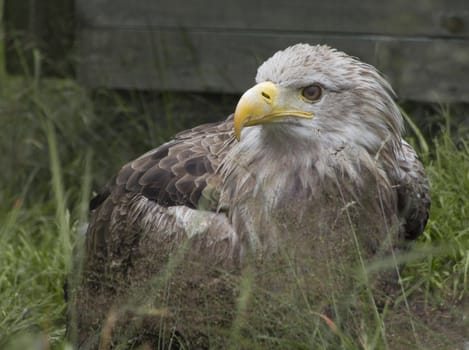 Portrait of a big eagle.